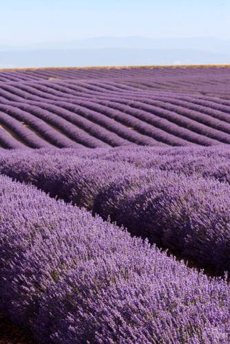 Escents Top 21 Uses For Lavender Every Day!