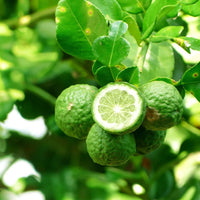 escents bergamot essential oil 