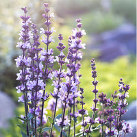 escents clary sage essential oil