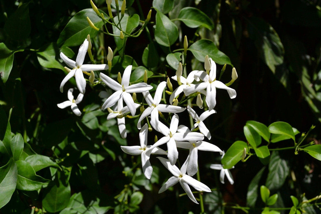 Brave - Premium Aroma at Home, AROMA BLEND from Escents Aromatherapy Canada -  !