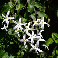 Brave - Premium Aroma at Home, AROMA BLEND from Escents Aromatherapy Canada - !