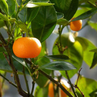 Brave - Premium Aroma at Home, AROMA BLEND from Escents Aromatherapy Canada - !
