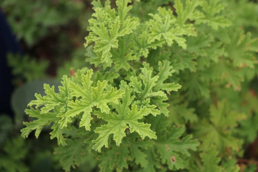 Bug Off - Premium Aroma at Home, Synergy Blend from Escents Aromatherapy -  !