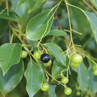 Chi - Premium Aroma at Home, AROMA BLEND from Escents Aromatherapy - !