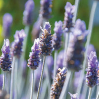 Deodorant Lavender w/Tea Tree - Premium Bath & Body, Body Care, DEODORANT from Escents Aromatherapy Canada Canada - !