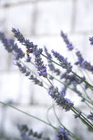 Deodorant Lavender w/Tea Tree - Premium Bath & Body, Body Care, DEODORANT from Escents Aromatherapy Canada Canada - !