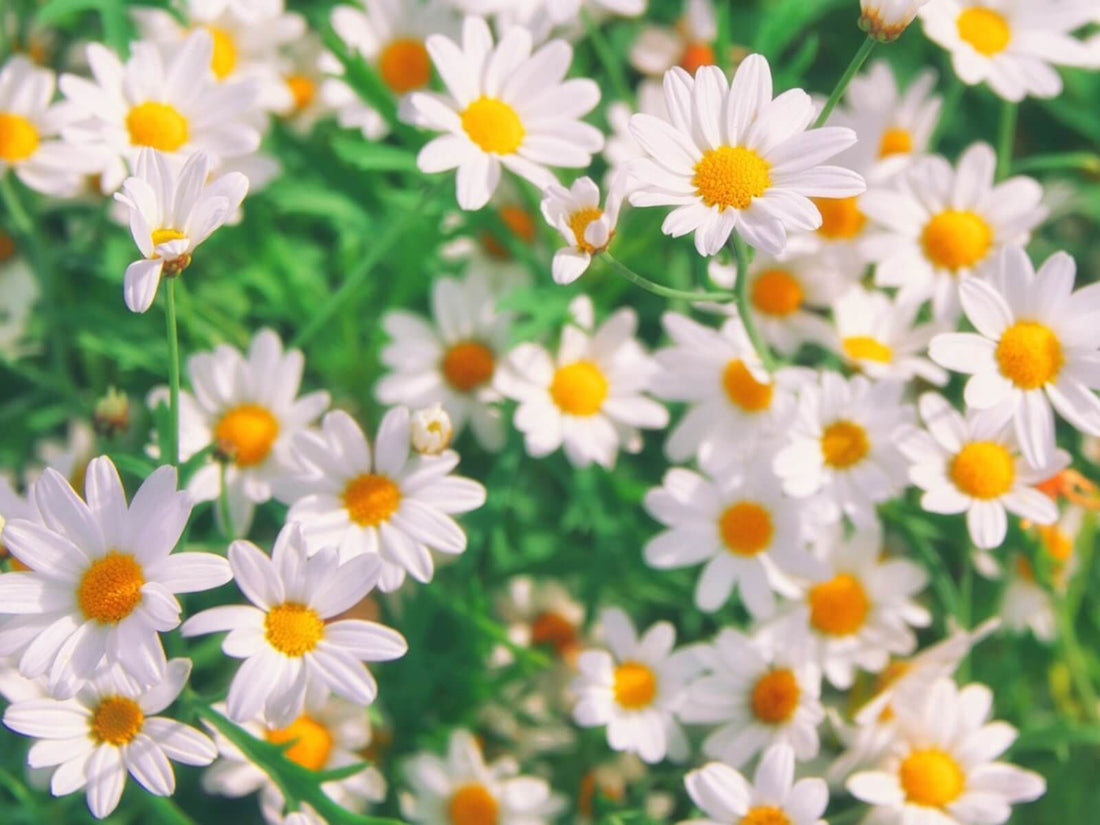 escents chamomile essential oil