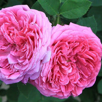 Formosa Jasmine - Escents