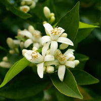 Formosa Jasmine - Escents
