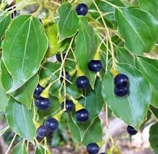 Ho Wood - Escents
