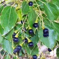 Ho Wood - Escents