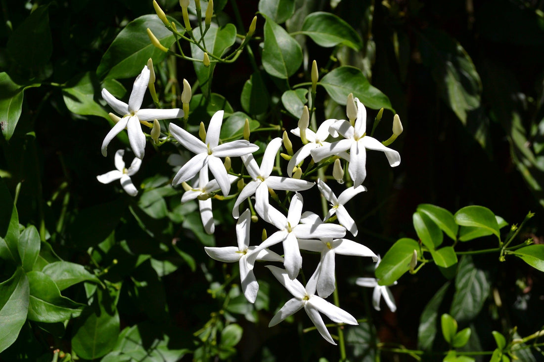escents jasmine essential oil
