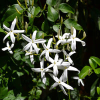 escents jasmine essential oil