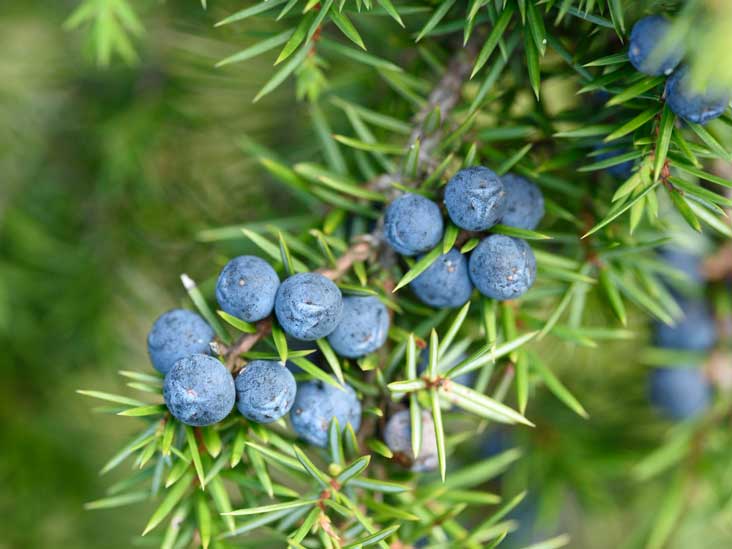 Detoxify - Premium Aroma at Home, Synergy Blend from Escents Aromatherapy Canada -  !