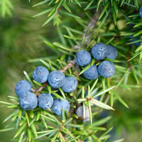 Detoxify - Premium Aroma at Home, Synergy Blend from Escents Aromatherapy Canada - !