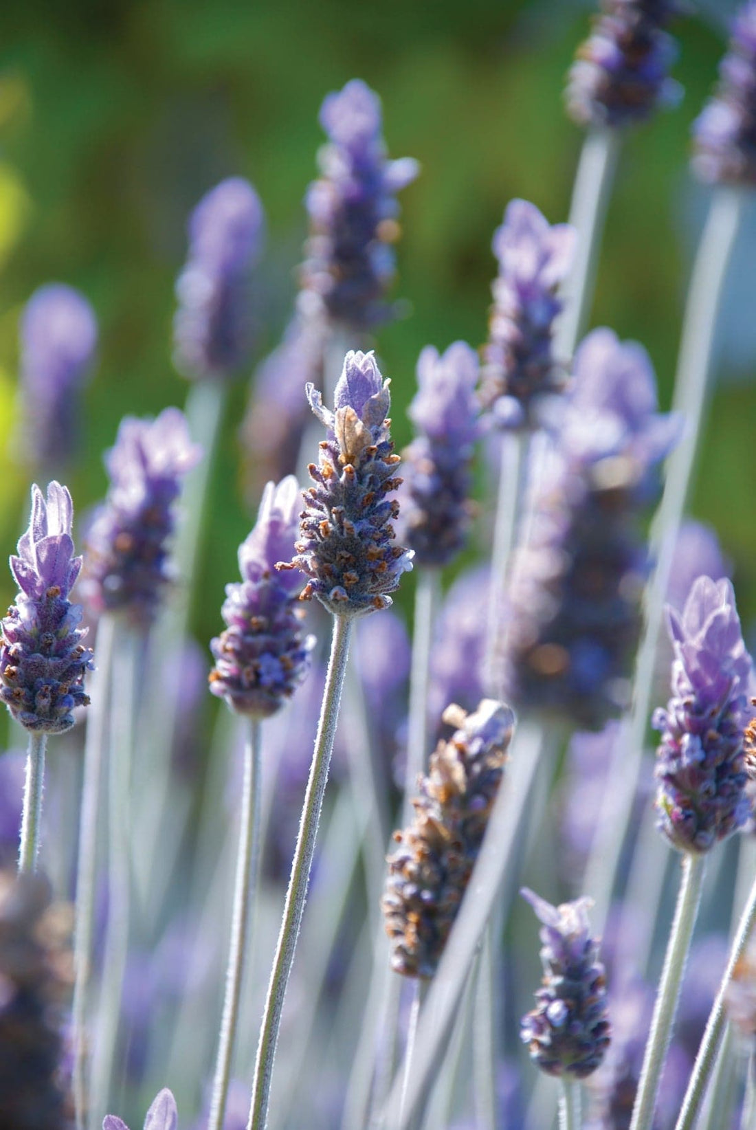 Lavender Body Mist Bundle - Premium  from Escents Aromatherapy Canada -  !