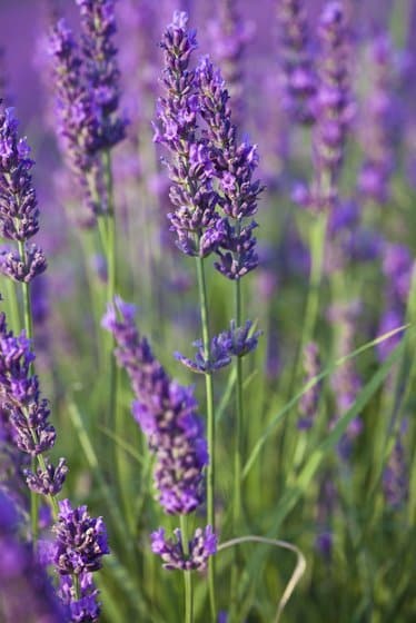 Lavender Body Mist Bundle - Escents