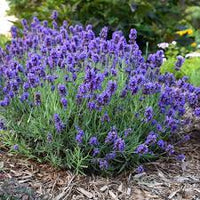 Lavender Travel Bundle - Escents