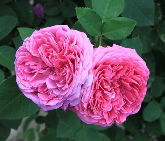 Love - Premium Aroma at Home, AROMA BLEND from Escents Aromatherapy Canada -  !