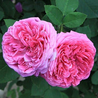 Love - Premium Aroma at Home, AROMA BLEND from Escents Aromatherapy Canada - !