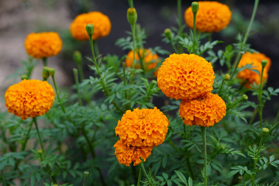 Narcissus - Premium Aroma at Home, AROMA BLEND from Escents Aromatherapy Canada -  !