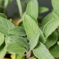 Nice - Premium Aroma at Home, AROMA BLEND from Escents Aromatherapy Canada - !