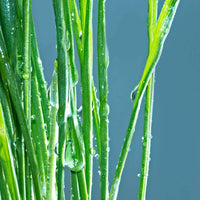 Oak - Premium Aroma at Home, AROMA BLEND from Escents Aromatherapy Canada Canada - !