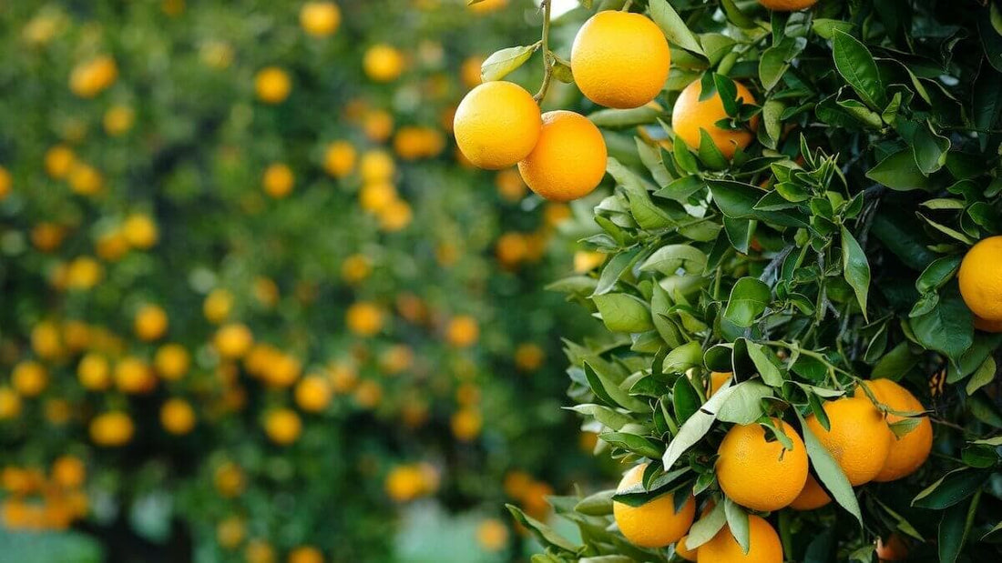 Orange Sun - Premium Aroma at Home, AROMA BLEND from Escents Aromatherapy Canada Canada -  !