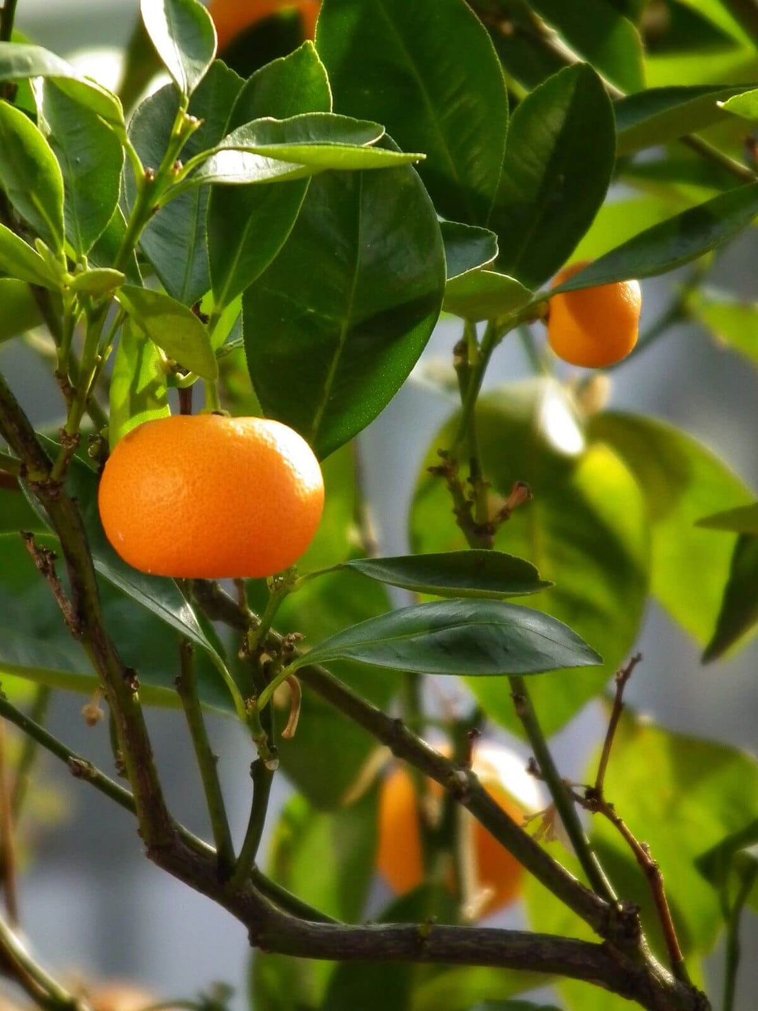 Orange Sun - Premium Aroma at Home, AROMA BLEND from Escents Aromatherapy Canada Canada -  !