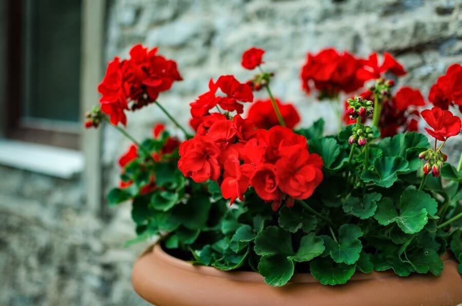 escents geranium essential oil