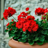 escents geranium essential oil