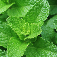 escents spearmint essential oil