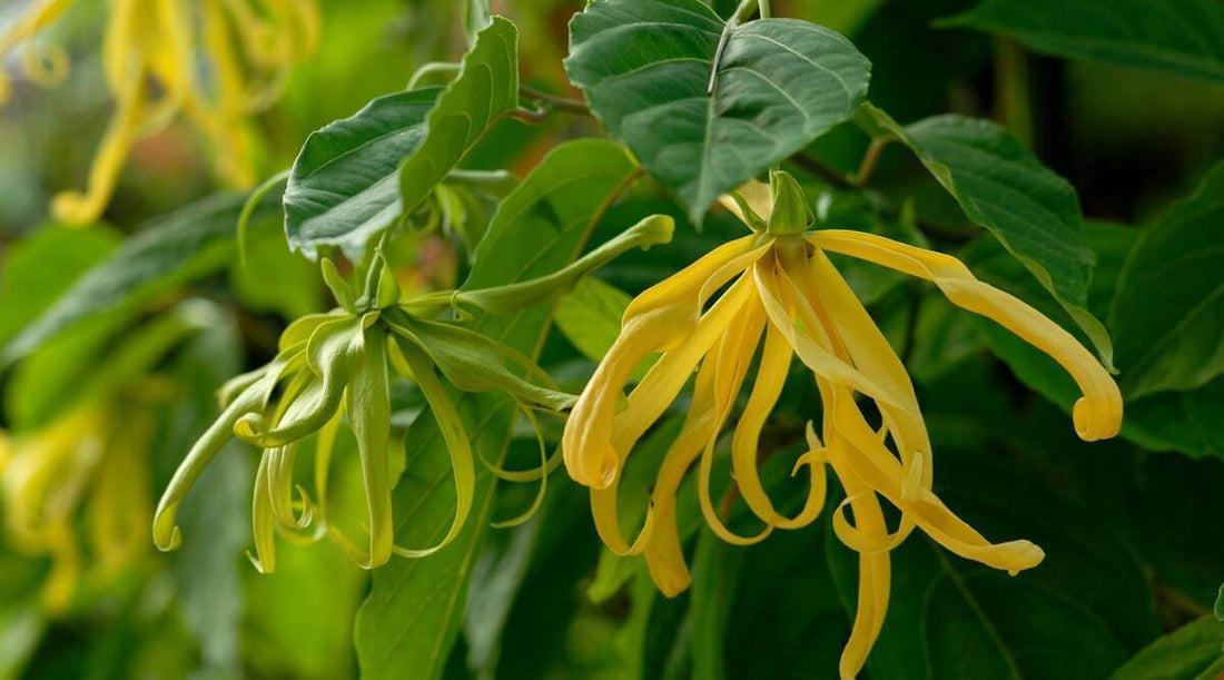 Tahitian Vanilla - Premium Aroma at Home, AROMA BLEND from Escents Aromatherapy Canada -  !