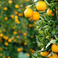 escents orange essential oil