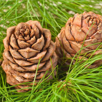 escents cedarwood essential oil