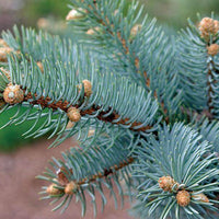 West Coast Pine - Premium Aroma at Home, AROMA BLEND, Seasonal from Escents Aromatherapy Canada -  !   