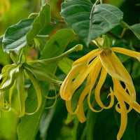 Dew Drop - Premium Aroma at Home, AROMA BLEND from Escents Aromatherapy Canada - !