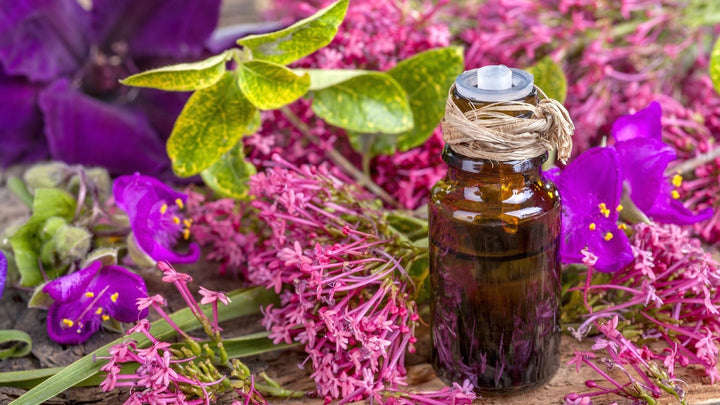 Beginner’s Guide to Essential Oils and Aromatherapy