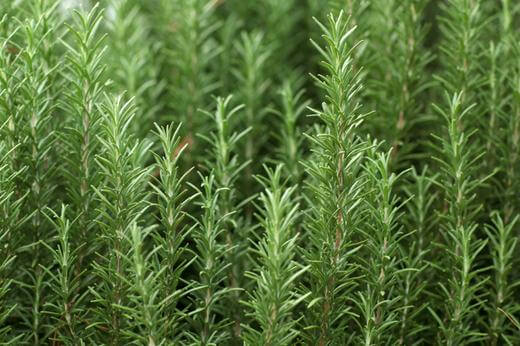 Benefits of Rosemary Essential Oil