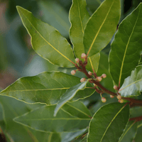 Minty Cocoa - Escents Aromatherapy Canada
