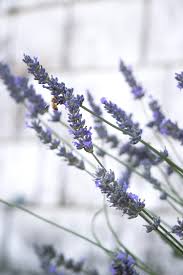 Lavender Essentials Value Bundle - Escents
