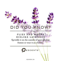 Lavender France - Escents