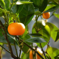 Orange Sun - Premium Aroma at Home, AROMA BLEND from Escents Aromatherapy Canada Canada -  !   