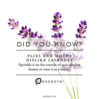 Organic Lavender - Premium ESSENTIAL OIL from Escents Aromatherapy Canada Canada -  !