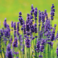 Outdoor - Premium Aroma at Home, AROMA BLEND from Escents Aromatherapy Canada -  !   