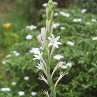 Tuberose - Premium Aroma at Home, AROMA BLEND from Escents Aromatherapy Canada -  !   