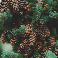 West Coast Pine - Premium Aroma at Home, AROMA BLEND, Seasonal from Escents Aromatherapy Canada -  !   
